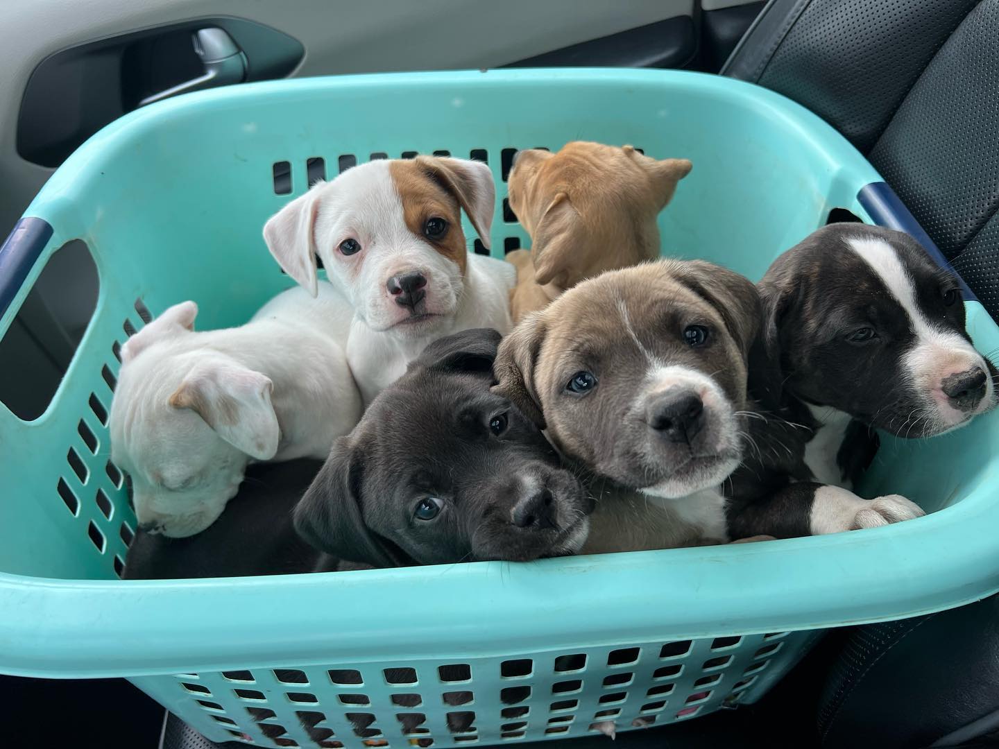 Puppies in a laundry basket.