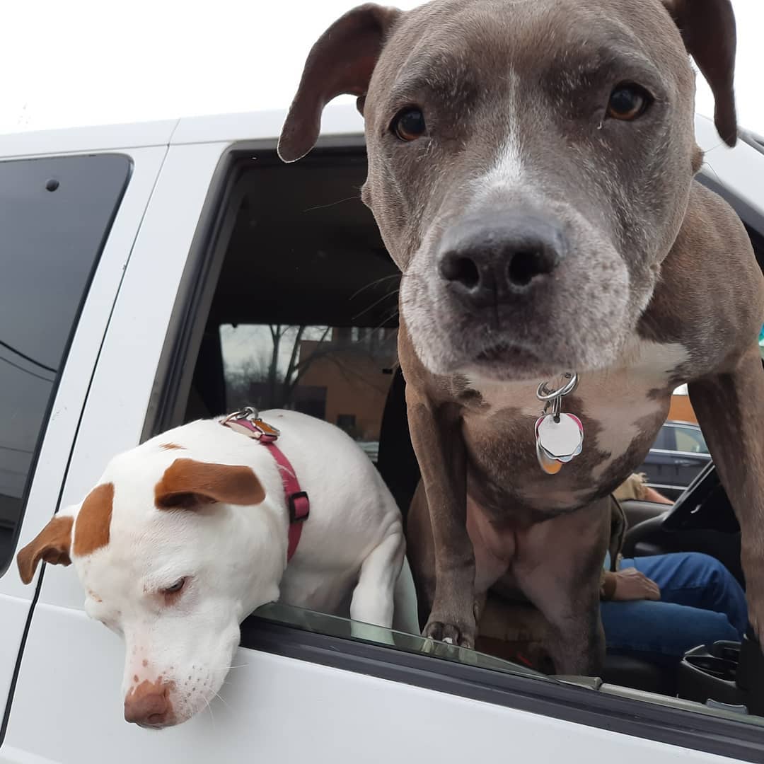 Dogs in Car Receiving Food from Fort Wayne Pet Food Pantry