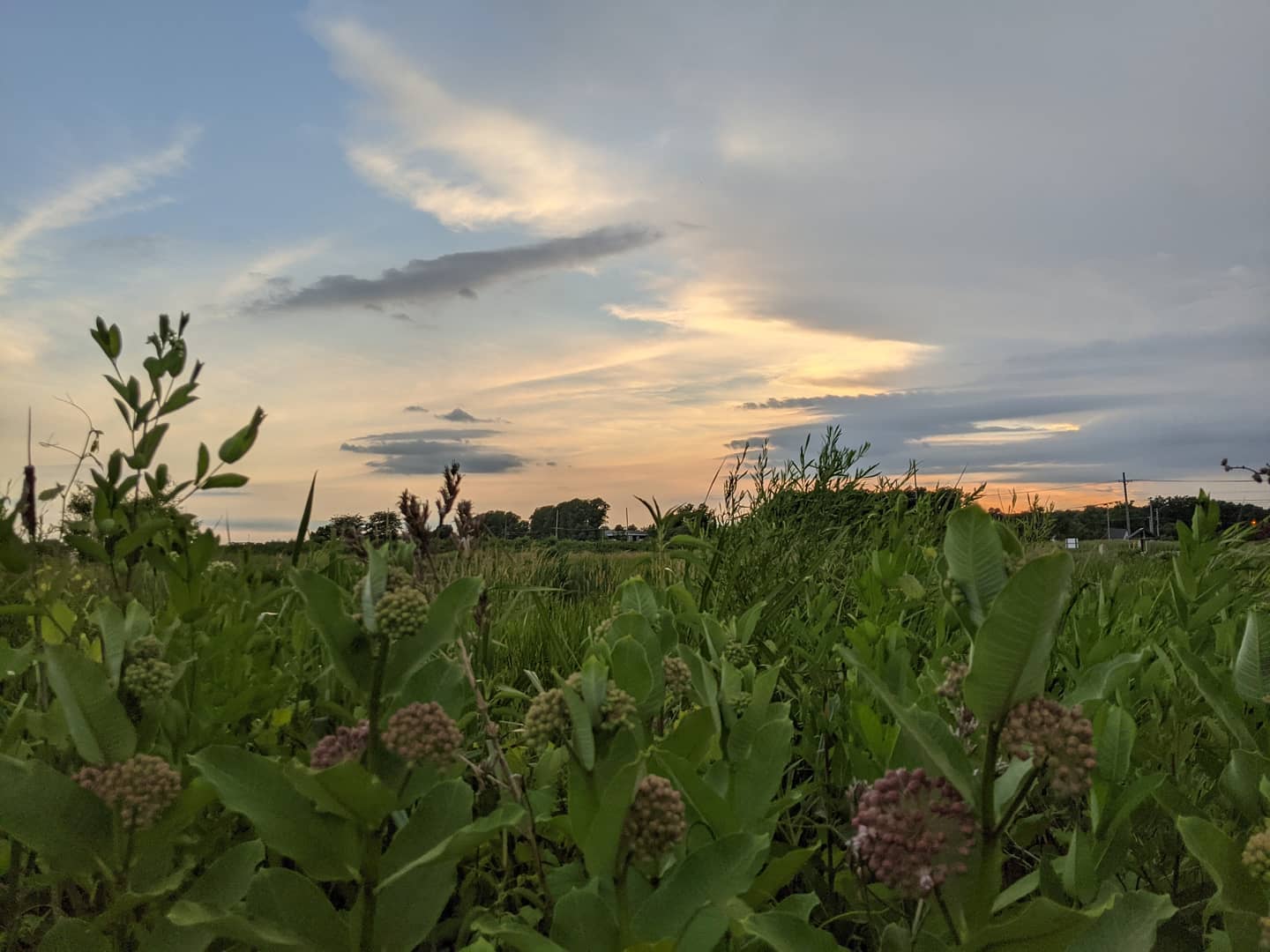 A deer in the marsh via Little River Wetlands Project