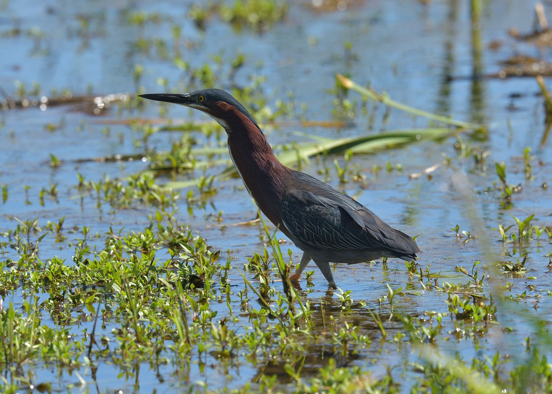 Wildlife in the marsh via Little River Wetlands Project