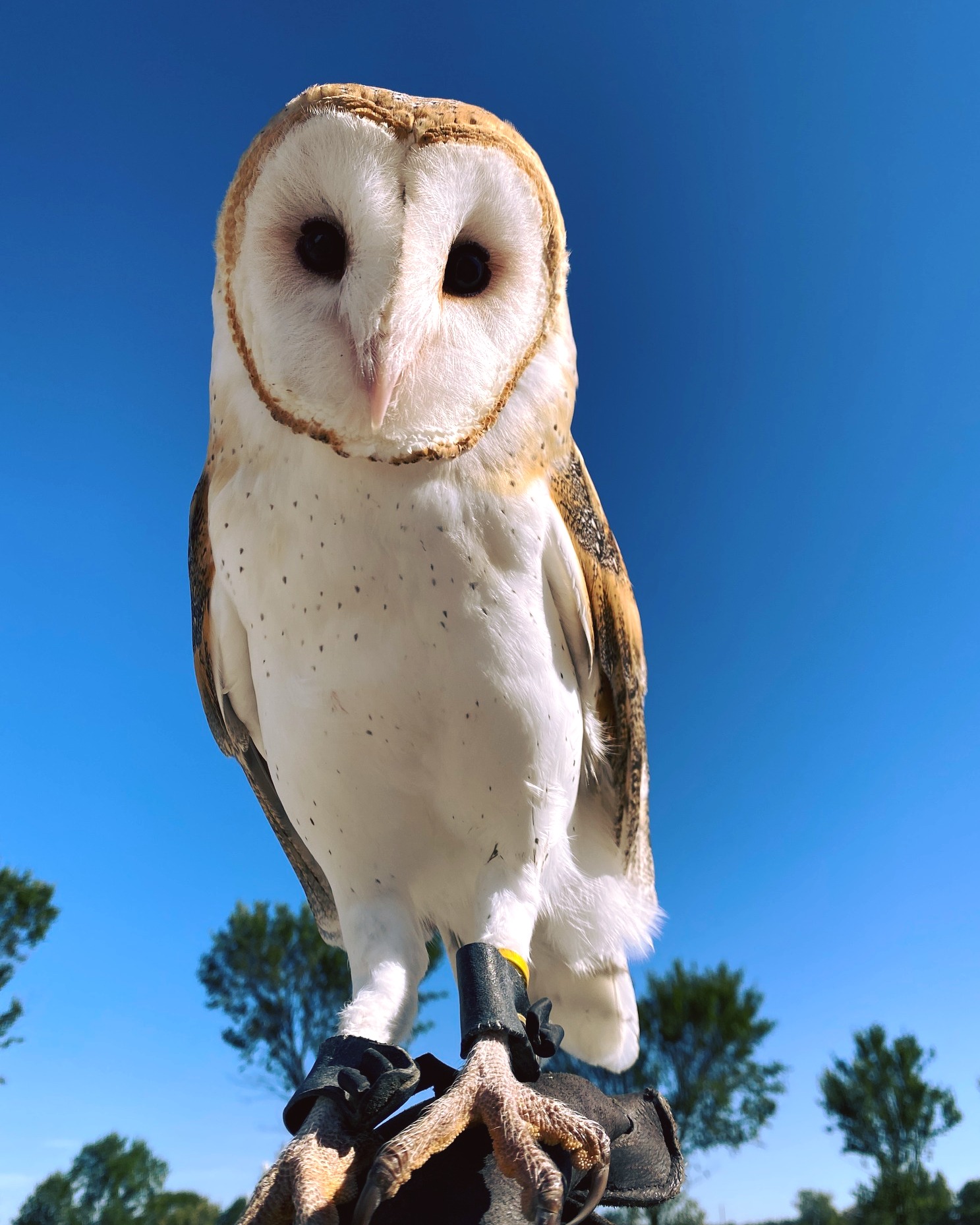 An Owl from Soarin Hawk
