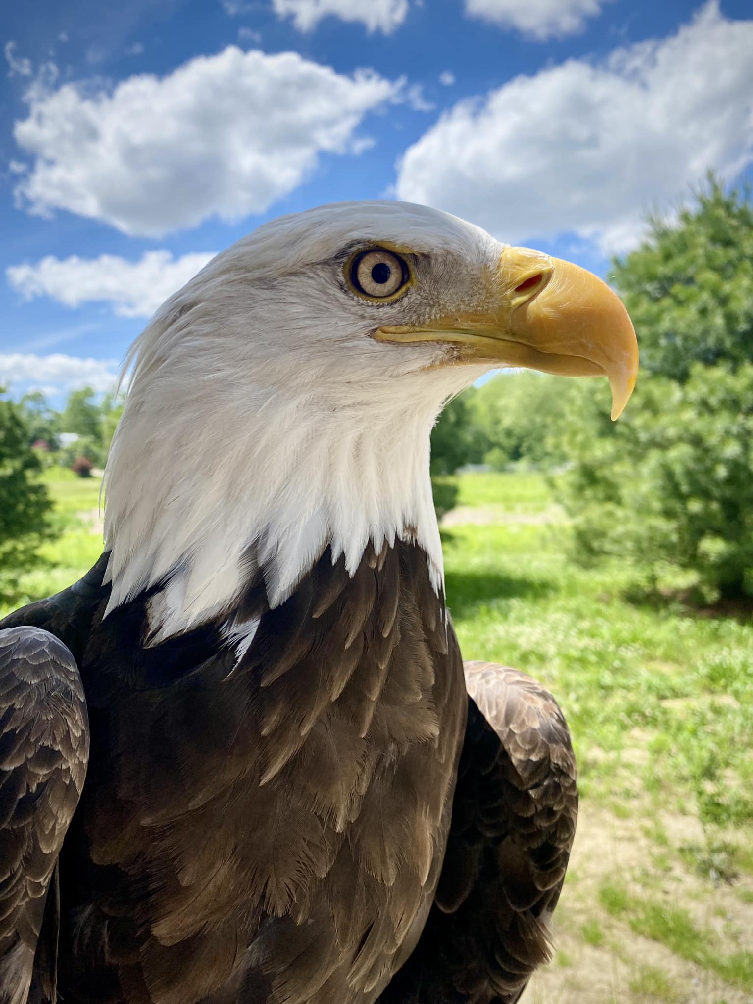 A bald eagle from Soarin Hawk